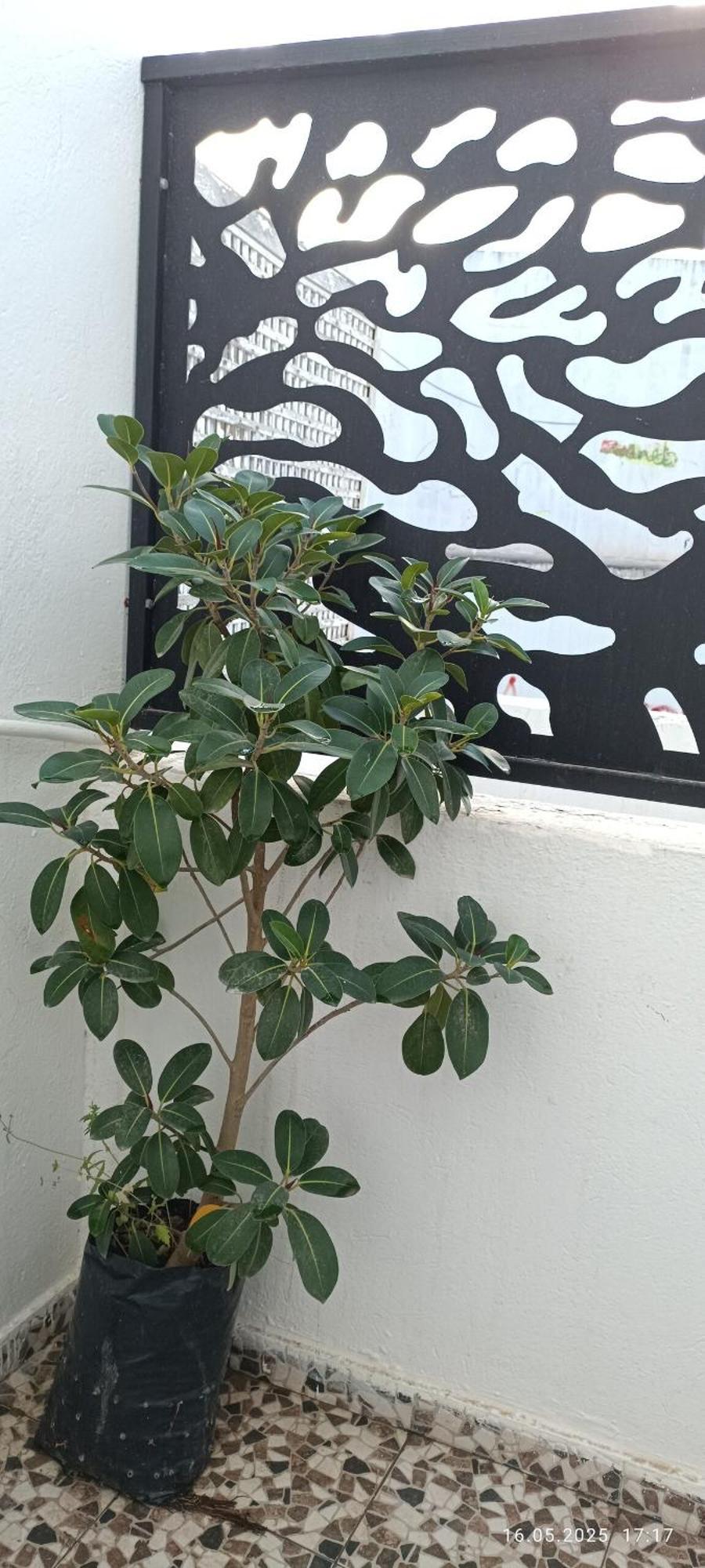 Fufa Haute Standing Appartment S2 Center Munastır Dış mekan fotoğraf